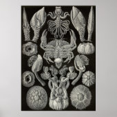 Ernst Haeckel - Cirripedia Poster (Voorkant)