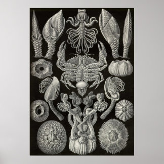 Ernst Haeckel - Cirripedia Poster
