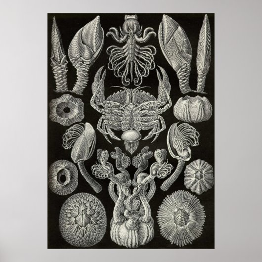 Ernst Haeckel - Cirripedia Poster (Voorkant)