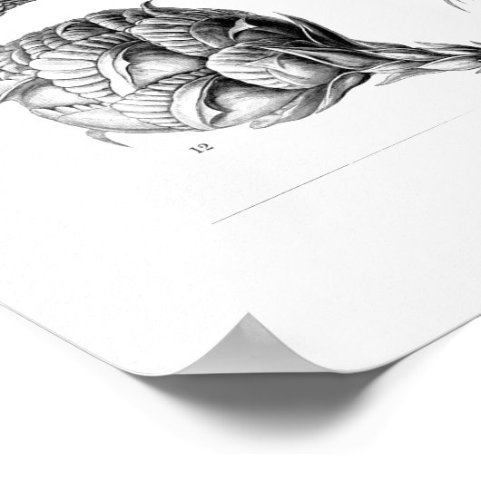 Ernst Haeckel Coniferae Black en White Poster (Hoek)