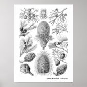 Ernst Haeckel Coniferae Black en White Poster (Voorkant)