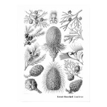 Ernst Haeckel Coniferae Black en White