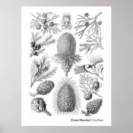 Ernst Haeckel Coniferae Black en White Poster