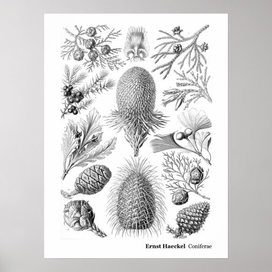 Ernst Haeckel Coniferae Black en White Poster (Voorkant)