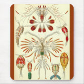 Ernst Haeckel - Copepoda Muismat (Voorkant)