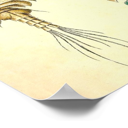 Ernst Haeckel - Copepoda Poster (Hoek)