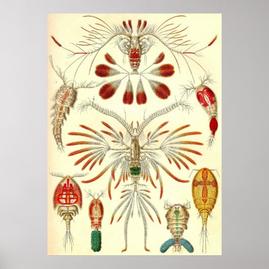 Ernst Haeckel - Copepoda Poster (Voorkant)