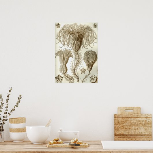 Ernst Haeckel Crinoidea veren sterren Poster (Keuken)