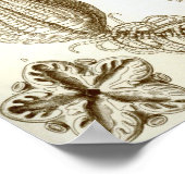 Ernst Haeckel Crinoidea veren sterren Poster (Hoek)