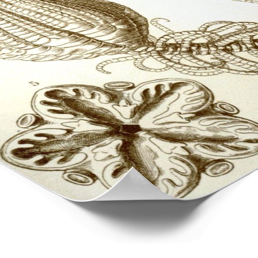 Ernst Haeckel Crinoidea veren sterren Poster (Hoek)