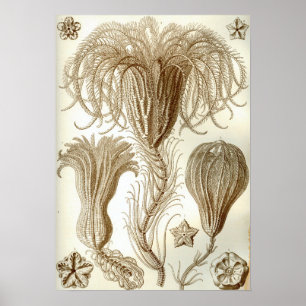 Ernst Haeckel Crinoidea veren sterren Poster