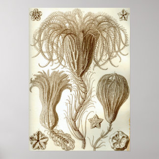 Ernst Haeckel Crinoidea veren sterren Poster