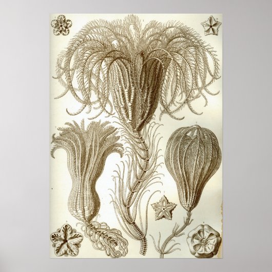 Ernst Haeckel Crinoidea veren sterren Poster (Voorkant)