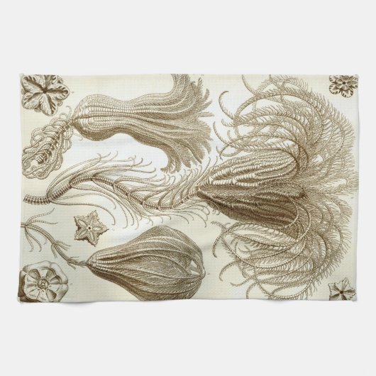 Ernst Haeckel Crinoidea veren sterren Theedoek (Horizontaal)