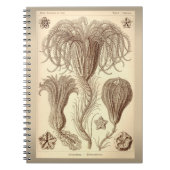 Ernst Haeckel- Crinoids Notitieboek (Voorkant)