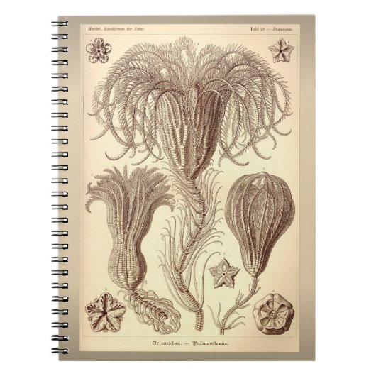 Ernst Haeckel- Crinoids Notitieboek (Voorkant)