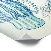 Ernst Haeckel Ctenophorae Jellyfish Poster (Hoek)