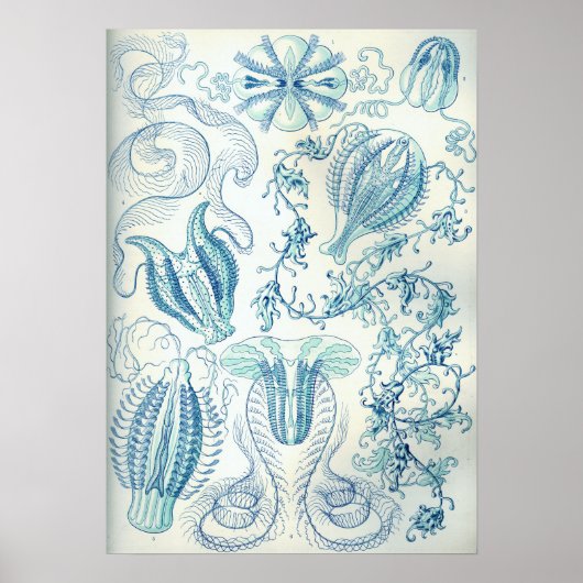 Ernst Haeckel Ctenophorae Jellyfish Poster (Voorkant)