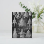 Ernst Haeckel Cyrtoidea Briefkaart (Staand voorkant)
