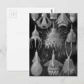 Ernst Haeckel Cyrtoidea Briefkaart (Voorkant / Achterkant)