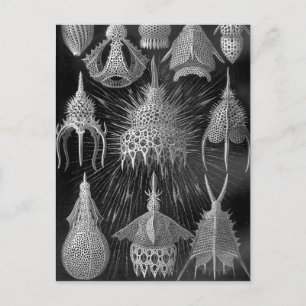 Ernst Haeckel Cyrtoidea Briefkaart