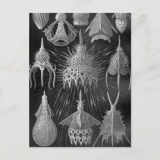 Ernst Haeckel Cyrtoidea Briefkaart (Voorkant)
