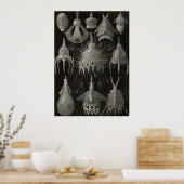 Ernst Haeckel - Cyrtoidea - Poster (Keuken)