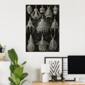 Ernst Haeckel - Cyrtoidea - Poster (Thuiskantoor)