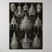Ernst Haeckel - Cyrtoidea - Poster (Voorkant)