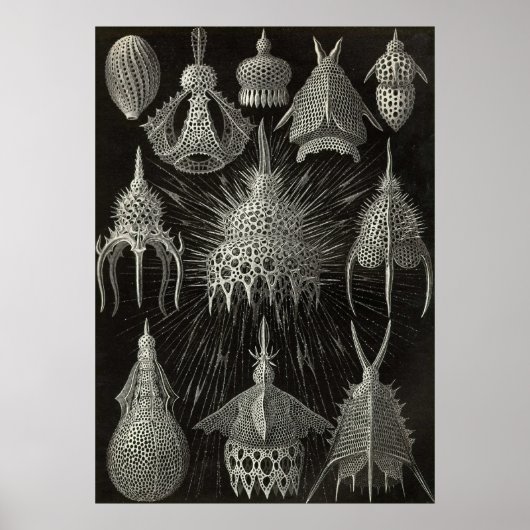Ernst Haeckel - Cyrtoidea - Poster (Voorkant)