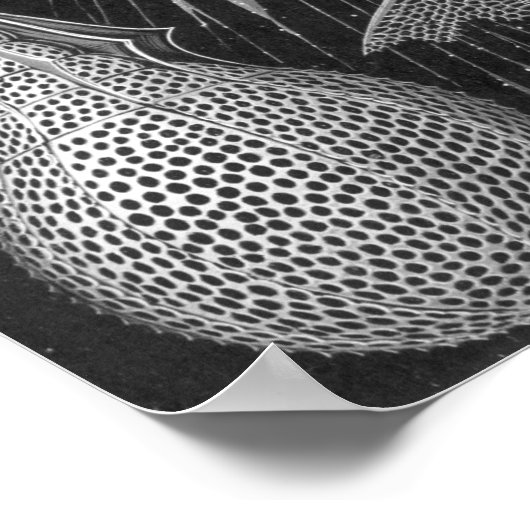 Ernst Haeckel Cyrtoidea Poster (Hoek)