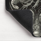 Ernst Haeckel - Decapoda Muismat (Hoek)