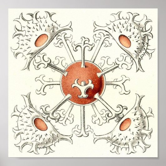 Ernst Haeckel - Desmidiea Detail Portfolio Poster (Voorkant)