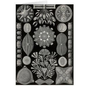 Ernst Haeckel - Diatomea2