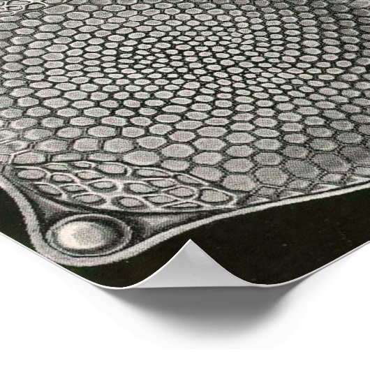 Ernst Haeckel - Diatomea2 Poster (Hoek)