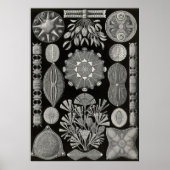 Ernst Haeckel - Diatomea2 Poster (Voorkant)