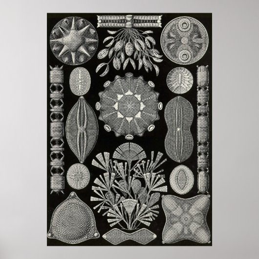 Ernst Haeckel - Diatomea2 Poster (Voorkant)