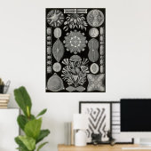 Ernst Haeckel - Diatomea2 Poster (Thuiskantoor)