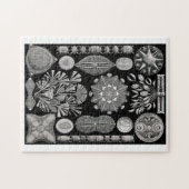 Ernst Haeckel Diatomea Legpuzzel (Horizontaal)