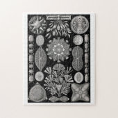 Ernst Haeckel Diatomea Legpuzzel (Verticaal)