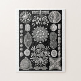 Ernst Haeckel Diatomea Legpuzzel