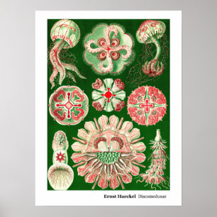 Ernst Haeckel Discomedus (Aurelia) Poster