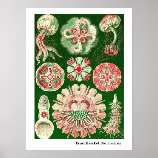 Ernst Haeckel Discomedus (Aurelia) Poster (Voorkant)