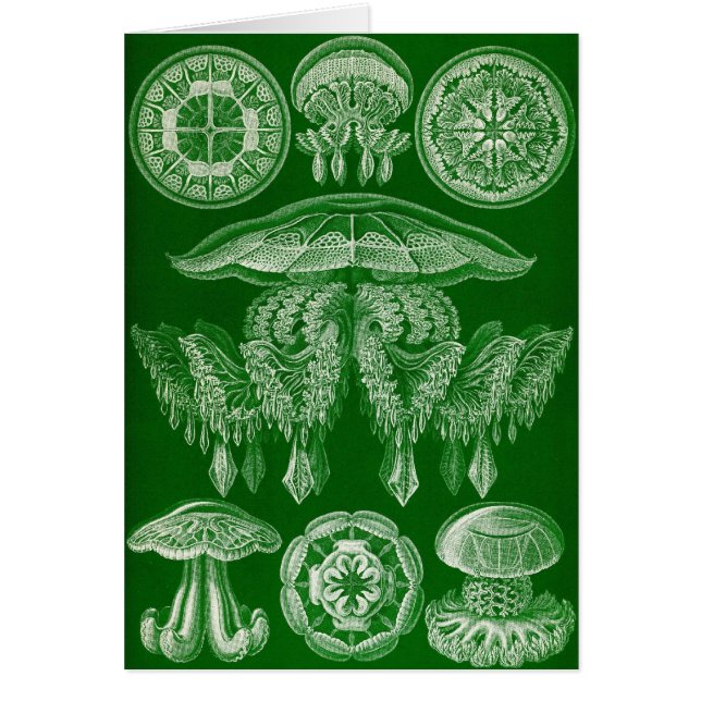 Ernst Haeckel - Discomedusae4 (Voorkant)