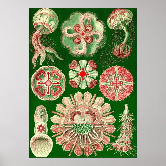 Ernst Haeckel - Discomedusae5 Poster (Voorkant)