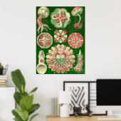 Ernst Haeckel - Discomedusae5 Poster (Thuiskantoor)