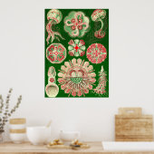 Ernst Haeckel - Discomedusae5 Poster (Keuken)