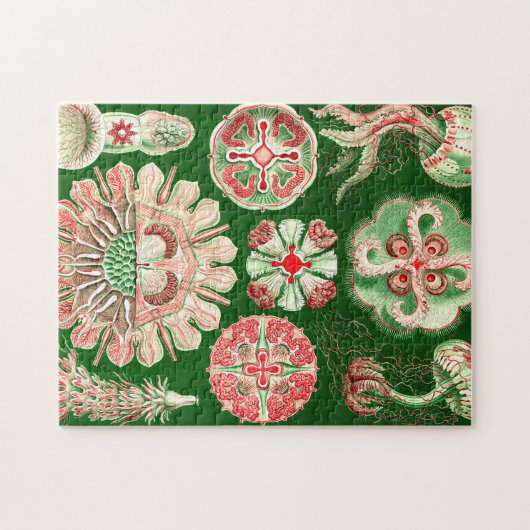 Ernst Haeckel Discomedusae (Aurelia) Legpuzzel (Horizontaal)