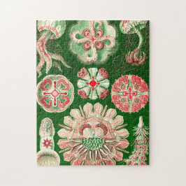 Ernst Haeckel Discomedusae (Aurelia) Legpuzzel