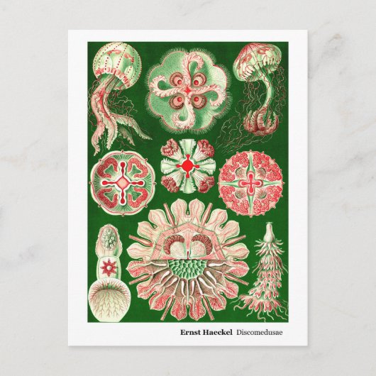 Ernst Haeckel Discomedusae (Aurelia) Nieuw adres Aankondigingskaart (Voorkant)